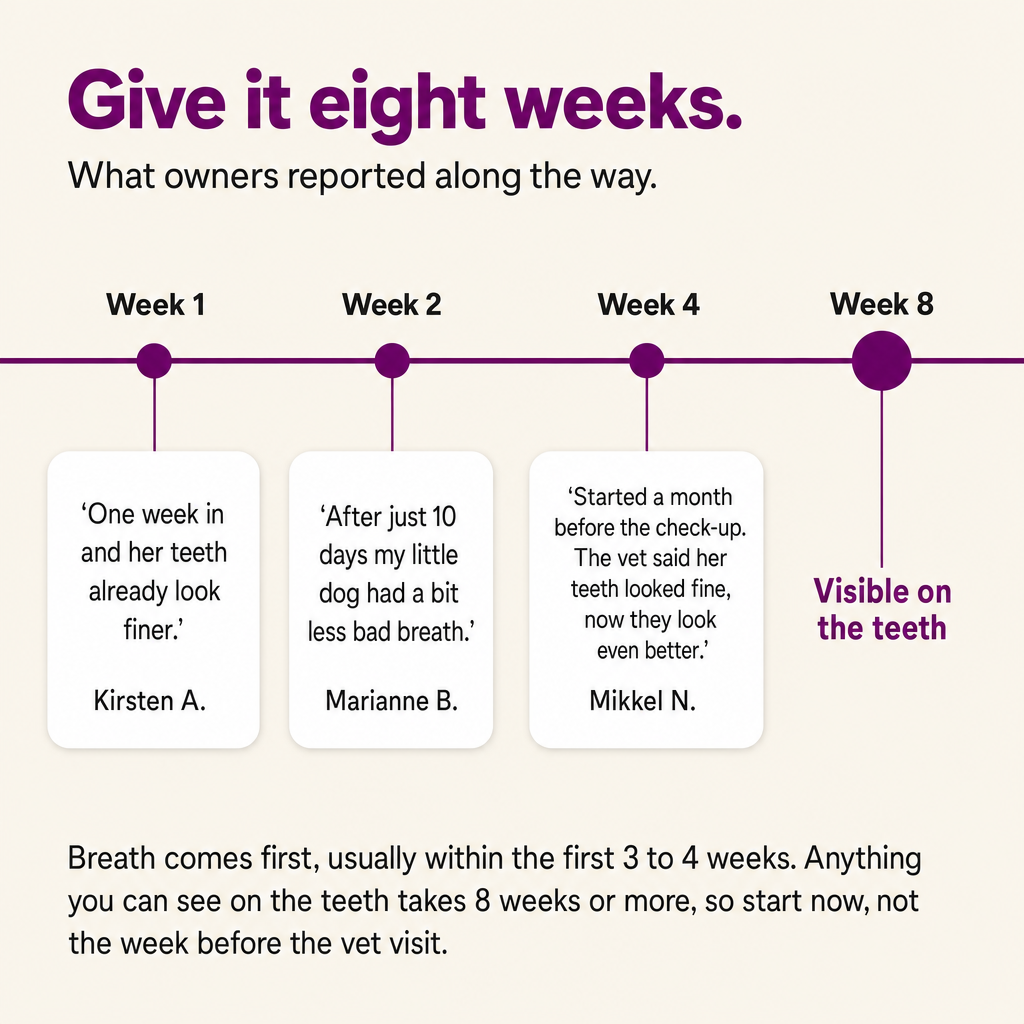 Give it eight weeks: what owners reported from week 1 to week 8. Breath first, visible change on the teeth around week 8.
