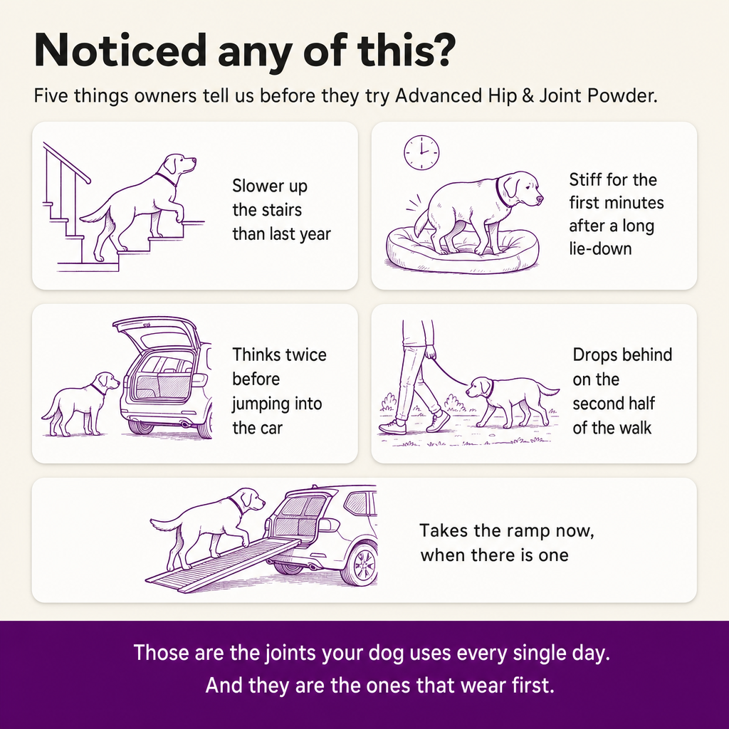 Noticed any of this? Five signs owners describe before trying Advanced Hip & Joint Powder: slower on stairs, stiff after lying down, hesitant at the car, dropping behind on walks, taking the ramp.