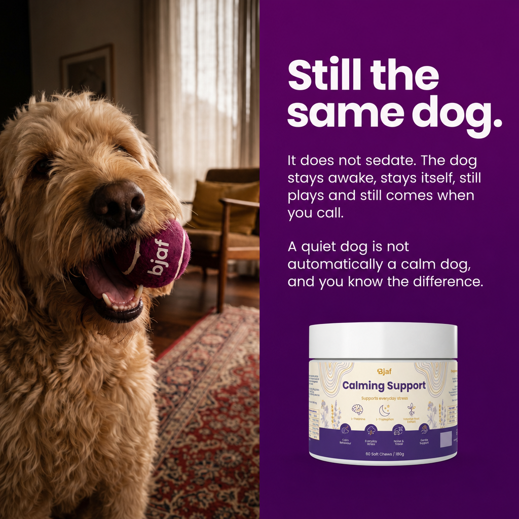 Still the same dog. Calming Support does not sedate.