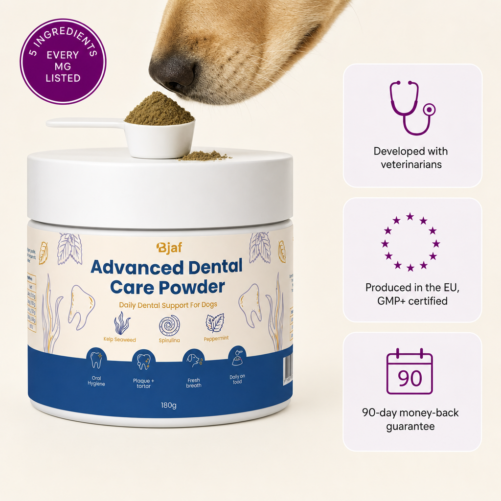 Bjaf Advanced Dental Care Powder tub with scoop. 5 ingredients, every mg listed. Developed with veterinarians, produced in the EU GMP+ certified, 90-day money-back guarantee.