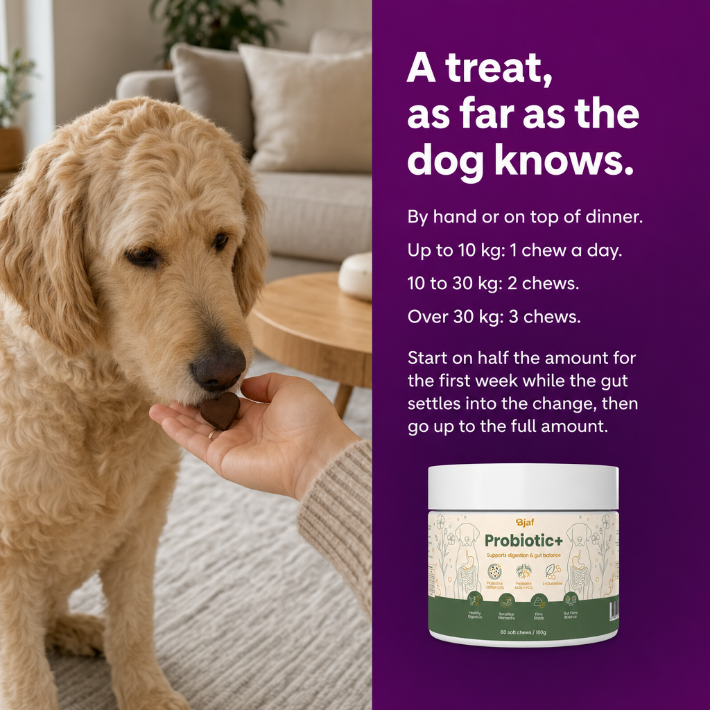 A treat, as far as the dog knows. Given by hand or on dinner. Dosage by weight, start on half the amount the first week.