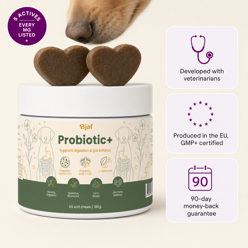 Bjaf Probiotic+ tub with two heart-shaped soft chews. 5 actives, every mg listed. Developed with veterinarians, produced in the EU GMP+ certified, 90-day money-back guarantee.