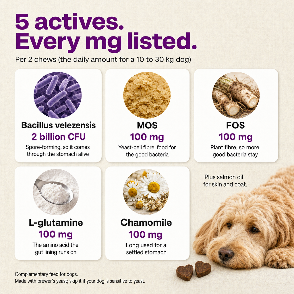 5 actives, every mg listed per 2 chews: Bacillus velezensis 2 billion CFU, MOS 100 mg, FOS 100 mg, L-glutamine 100 mg, chamomile 100 mg, plus salmon oil.