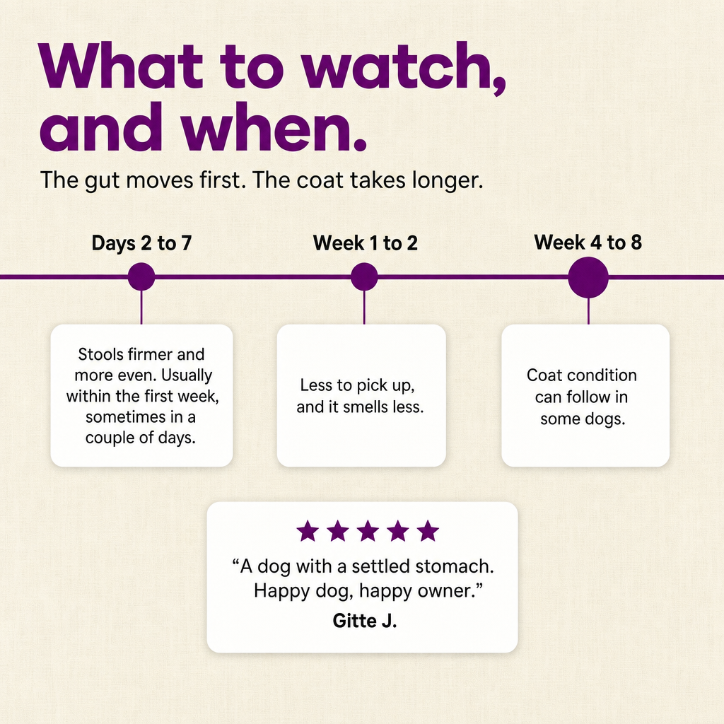 What to watch, and when: firmer stools within days 2 to 7, less to pick up by week 1 to 2, coat condition can follow by week 4 to 8.