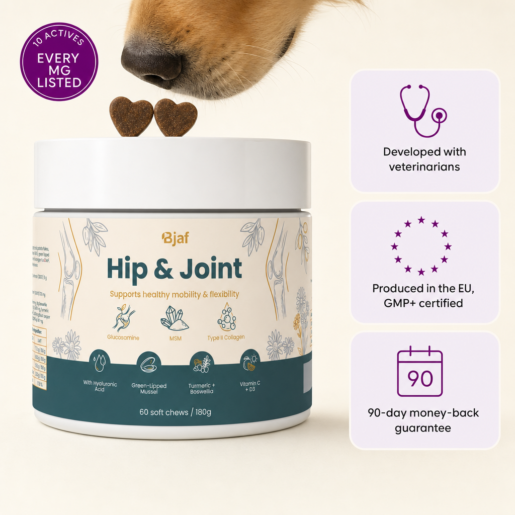 Bjaf Hip & Joint Chews tub with two heart-shaped soft chews. 10 actives, every mg listed. Developed with veterinarians, produced in the EU GMP+ certified, 90-day money-back guarantee.
