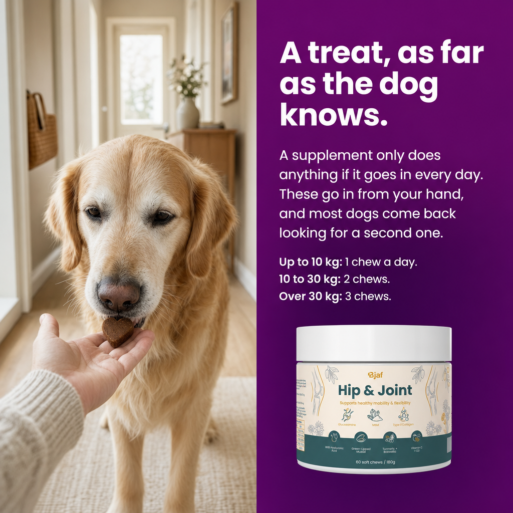 A treat, as far as the dog knows. Given by hand. Dosage by weight: 1, 2 or 3 chews a day.