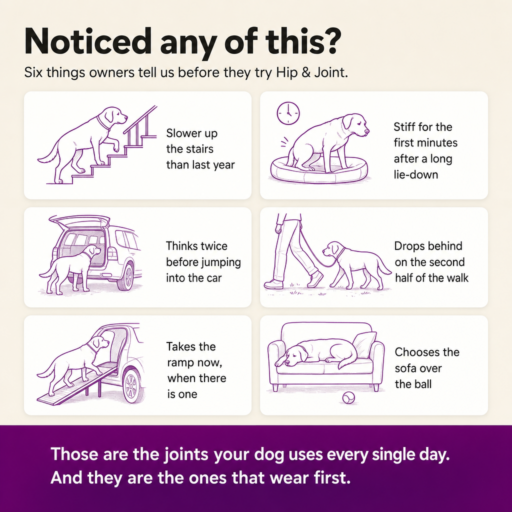 Noticed any of this? Six signs owners describe before trying Hip & Joint: slower on stairs, stiff after lying down, hesitant at the car, dropping behind on walks, taking the ramp, choosing the sofa over the ball.
