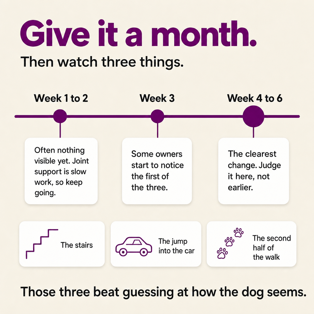 Give it a month, then watch three things: the stairs, the jump into the car, the second half of the walk. Clearest change around week 4 to 6.