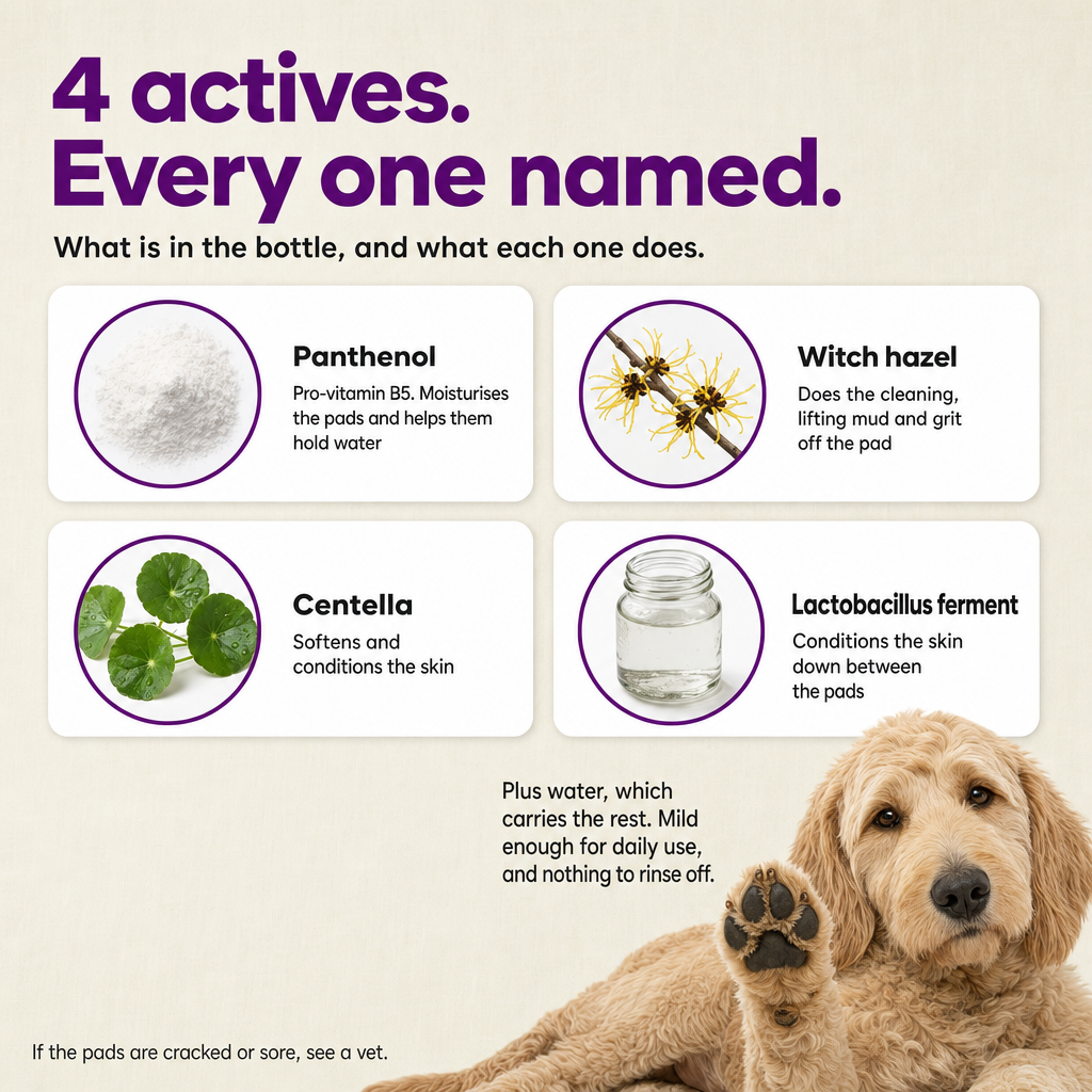 4 actives, every one named: panthenol, witch hazel, centella, lactobacillus ferment.