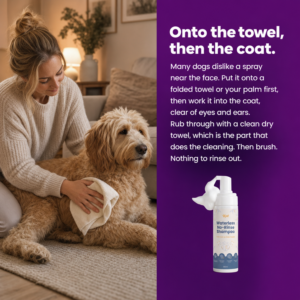 Onto the towel, then the coat. How to use Bjaf Waterless No-Rinse Shampoo.