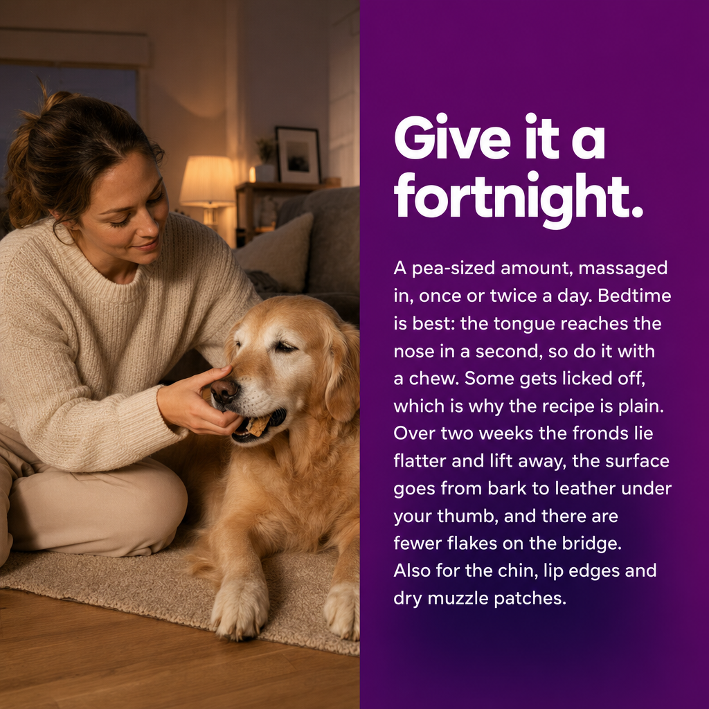 Give it a fortnight: a pea-sized amount massaged in at bedtime with a chew. The fronds lie flatter and the surface goes from bark to leather.