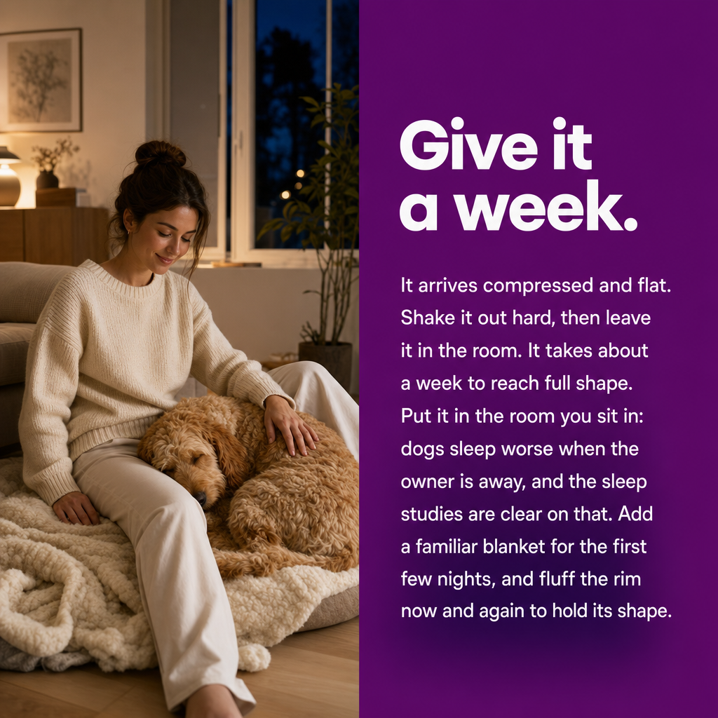Give it a week: it arrives compressed, shake it out and leave it in the room. Put it in the room you sit in and add a familiar blanket.